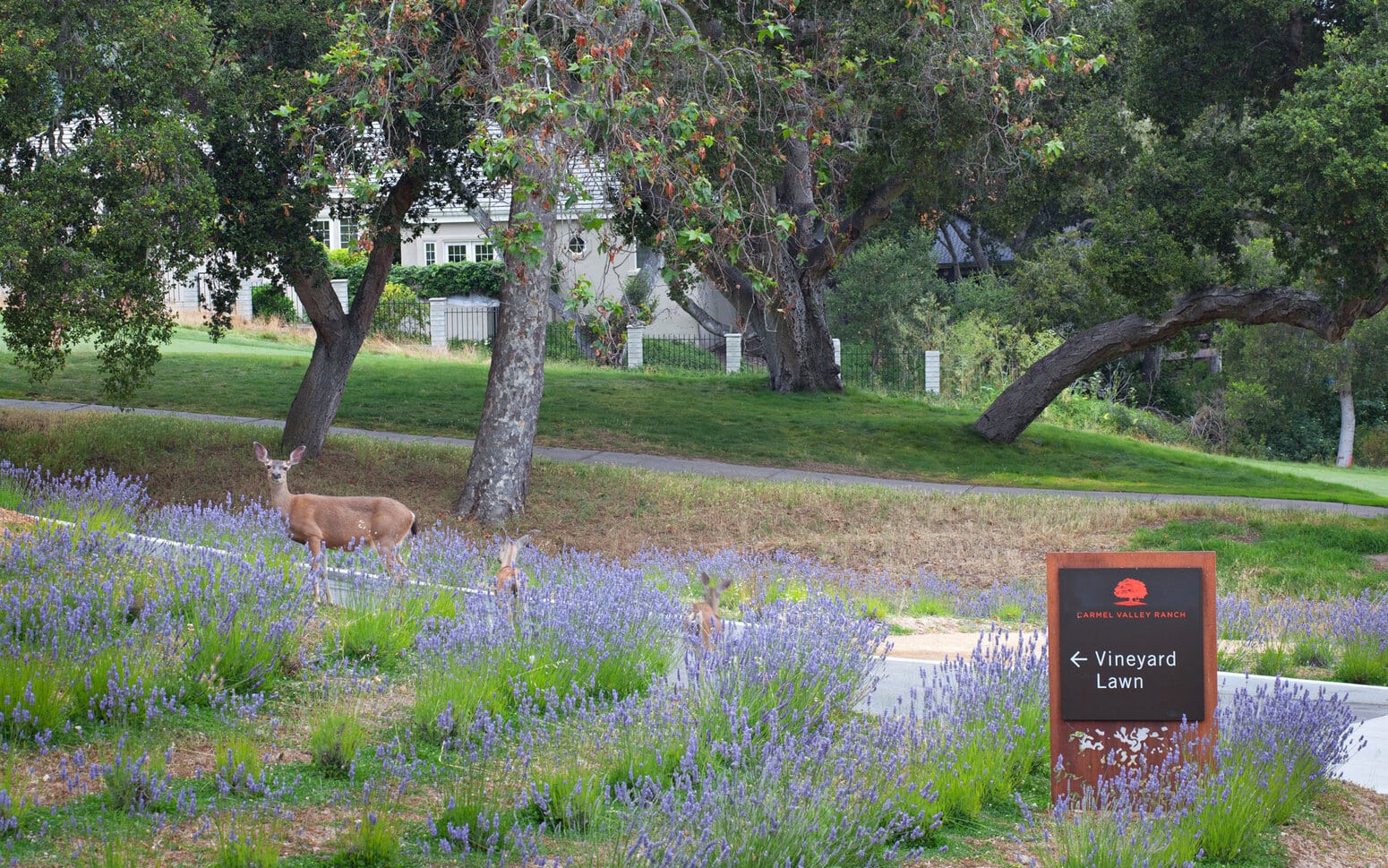 Carmel Valley Ranch Gardens and Event Lawns