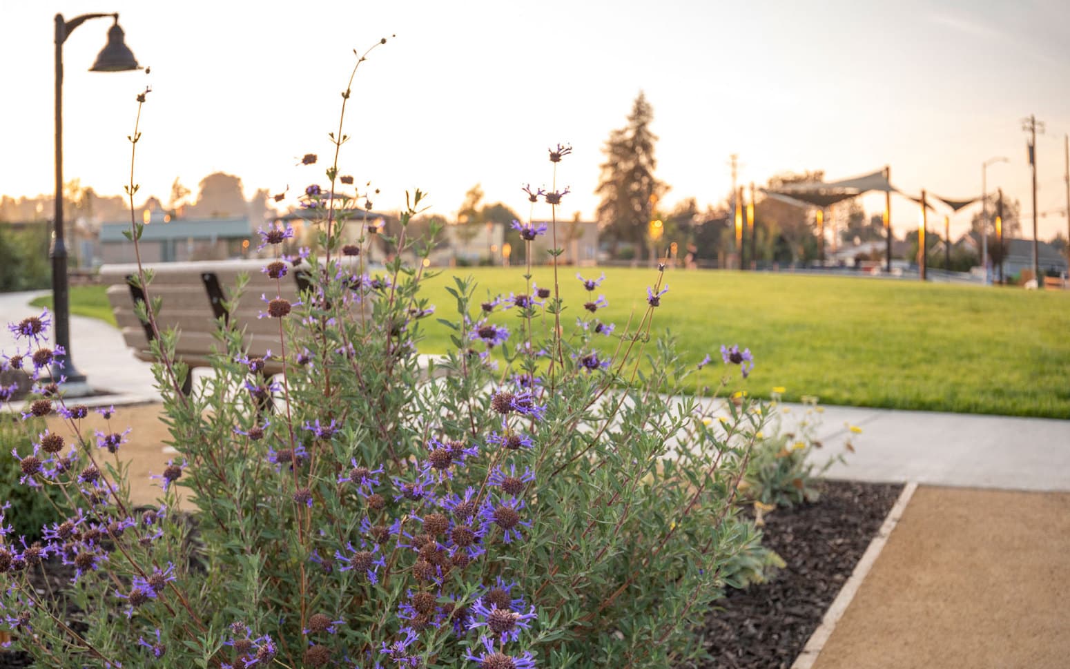 Purple flowered plantings with park in the background